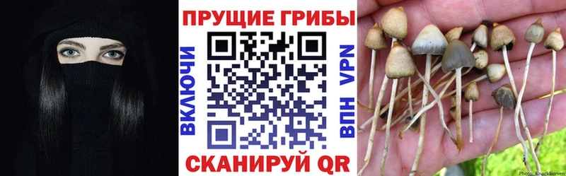 Галлюциногенные грибы Psilocybe  Пестово 